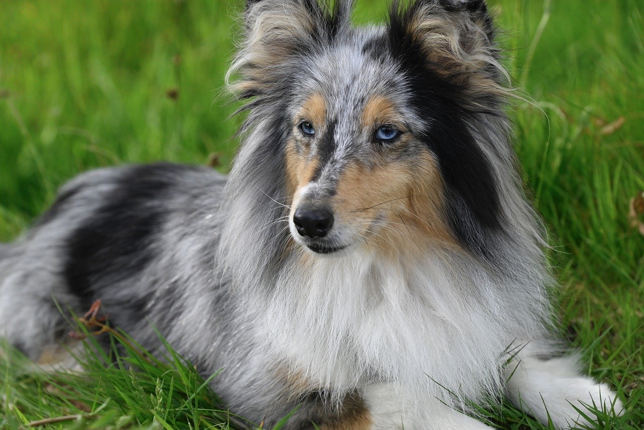 Understanding the Unique Traits of the Shetland Sheepdog